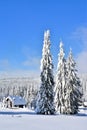 Vertical shot of snowy spruce trees and a rural house in a beautiful winter forest Royalty Free Stock Photo