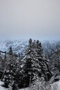 Vertical shot of snowy trees growing against a mountain range under a cloudy sky Royalty Free Stock Photo