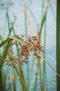 Vertical shot of Softstem bulrush plant against a blurred background