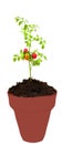 Vertical shot of soil and a cherry tomato tree Royalty Free Stock Photo
