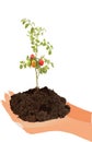 Vertical shot of soil and a cherry tomato tree Royalty Free Stock Photo