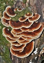 Vertical shot of some exotic mushrooms grown on the moss-covered trunk of a tree Royalty Free Stock Photo