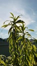 Vertical shot of a Song of India plant on a balcony with a sunny sky in the background Royalty Free Stock Photo