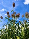 Vertical shot of sorghum (Sorghum bicolor) on a sunny day Royalty Free Stock Photo