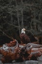 Vertical shot of Southern Bald Eagle perched on driftwood on blur background Royalty Free Stock Photo
