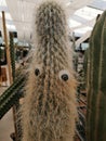 Vertical shot of spiky cactus with googly eyes