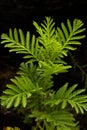 Vertical shot of Spinulose woodfern growth on black background Royalty Free Stock Photo