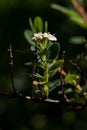 Vertical shot of a Spiraea hypericifolia flower with its stem