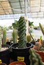 Vertical shot of a spiral cactus for sale at a local plant nursery