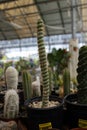 Vertical shot of a spiral cactus for sale at a local plant nursery
