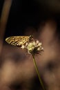 Vertical shot of the Spotted fritillary butterfly on a plant Royalty Free Stock Photo
