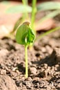 Vertical shot of a sprout coming out from the soil