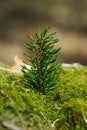 Vertical shot of spruce branch on a moss surface