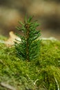 Vertical shot of spruce branch on a moss surface