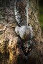 Vertical shot of a squarrel climbing on a tree during daytime Royalty Free Stock Photo