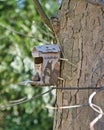 Vertical shot of a Squirrel feeder hanging on a tree