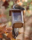 Vertical shot of a squirrel hanging upside-down on a birdfeeder Royalty Free Stock Photo