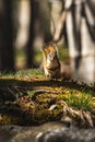 Vertical shot of squirrel standing on a ledge in the forest and looking at the camera Royalty Free Stock Photo