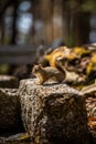 Vertical shot of squirrel standing on a rock in the forest and looking at the camera Royalty Free Stock Photo