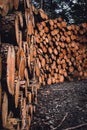 Vertical shot of a stack of chopped tree logs Royalty Free Stock Photo