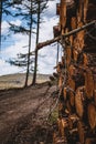 Vertical shot of a stack of chopped tree logs Royalty Free Stock Photo