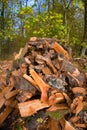 Vertical shot of a stack of firewood in a forest Royalty Free Stock Photo