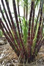 Vertical shot of stalks of a sugar cane plant at an organic farm on the island of Maui, Hawaii Royalty Free Stock Photo