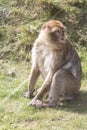 Vertical shot of standing monkey on the ground