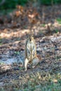 Vertical shot of the standing squirrel in the forest Royalty Free Stock Photo