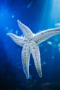 Vertical shot of a starfish in a clear ocean water Royalty Free Stock Photo