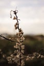 Vertical shot of a stem of dried plant on a field