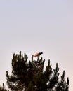 Vertical shot of storks resting on sunset time