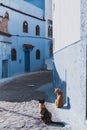 Vertical shot of street cats sitting on the road in an old neighborhood Royalty Free Stock Photo