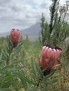 Vertical shot of sugarbushes in a field under a cloudy sky with a blurry back