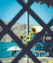 Vertical shot of sunflower through a silhouette of a diamond-patterned fence