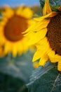 Vertical shot of a sunflower (Helianthus) with bright yellow petals on the blurred background Royalty Free Stock Photo