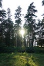 Vertical shot of the sunlight through a forest of thin tall coniferous trees