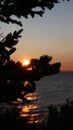 Vertical shot of sunset at beach with branches on foreground in Bay of Fundy, Nova Scotia, Canada Royalty Free Stock Photo