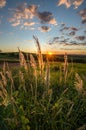 Vertical shot of a sunset over green fields and a few spikes and grass on the foreground Royalty Free Stock Photo