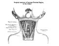 Vertical shot of a surgical anatomy of laryngo - tracheal region in the infant