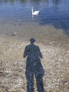 Vertical shot of a swan on the water with the shadow of a person cast near it