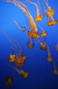 Vertical shot of swarm of Jellyfish in Monterrey bay aquarium, Monterrey California Royalty Free Stock Photo