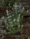 Vertical shot of the Sweet alyssum flower Royalty Free Stock Photo