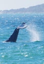 Vertical shot of a tail of a huge whale swimming in the blue ocean in sunny weather