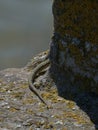 Vertical shot of the tail of the lizard behind a stone wall Royalty Free Stock Photo