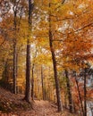 Vertical shot of tall autumn trees in a forest in Alabama Royalty Free Stock Photo