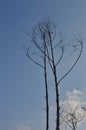 Vertical shot of tall bare thin trees in a blue sky