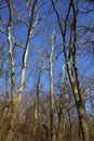 Vertical shot of tall bare trees on a blue sky background Royalty Free Stock Photo