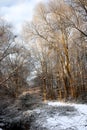 Vertical shot of tall bare trees in the forest covered in snow in winter Royalty Free Stock Photo