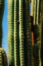 Vertical shot of tall cactus plant against a clear blue sky